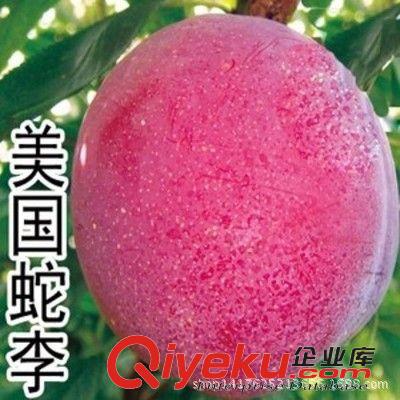 果树 批发果树苗安哥诺李子南方种植北方地栽 李子苗 当年结果 包邮原始图片2