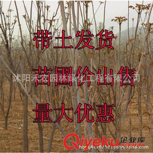 果树 全网{dy}红油香椿树苗香椿树苗批发食用盆栽地栽香椿种子批发包邮