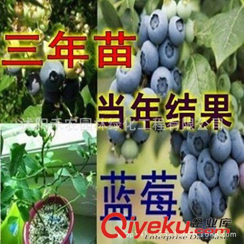 果树 批发水果树苗南方北方品种齐全蓝莓苗 地栽盆栽包邮包成活