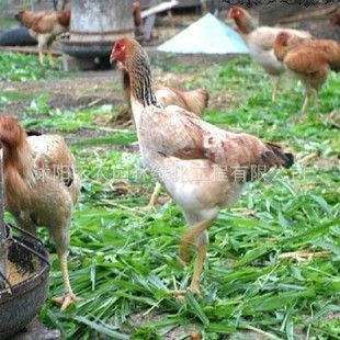 其他农作物种子、种苗 包邮黄竹草牧草种子皇竹草种子新型黄竹草种子 高产量 包发芽率