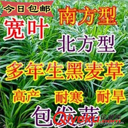 其他农作物种子、种苗 墨西哥玉米草种子阔叶优12玉米草籽牧草种子批发包邮包发芽