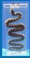 教学标本系列 厂家直销 教学器材 生物(有毒.md)蛇标本