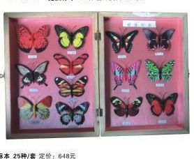 教学标本系列 厂家直销 教学器材 生物仿真蝴蝶
