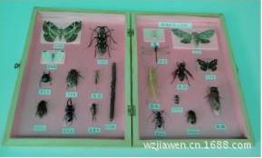 教学标本系列 厂家直销 教学器材 生物标本 昆虫