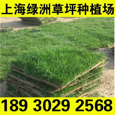 沙培草坪 泥培矮生百慕大草坪卷 耐践踏抗病虫害-上海绿洲草坪基地直营