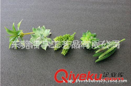 仿真多肉植物类/热带植物 不含盆单支卖  yz迷你小植物 毛利多销