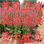 低价绿篱 苗圃直销 红叶小波 红叶小檗 紫叶小檗 2年生分栽苗