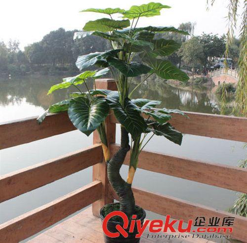 仿真植物系列 阿里{dj2}款式1.9米的滴水观音树仿真植物 装饰工程 外贸精品