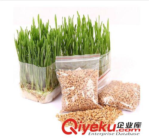 猫咪用品 猫草种子 去毛球薄荷零食小麦种16g发芽率高宠物调理肠胃营养xx