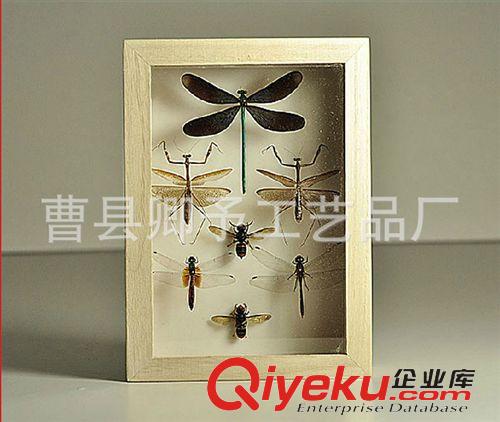昆虫标本盒 厂家供应 定做木质昆虫标本盒 欢迎来图定做