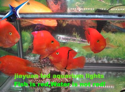 LED防水灯管 T6龙鱼灯管 LED鱼缸灯管 鹦鹉灯LED水族灯 LED粉红灯管遥控七彩灯