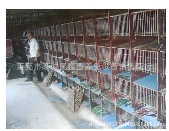 育肥笼 厂家直销多种兔笼 獭兔笼肉兔笼 直销双层育肥笼 莱芜兔笼厂家