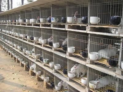 水泥兔笼 生产销售兔笼 水泥兔笼 现货供应yz水泥兔笼 批量销售水泥兔笼