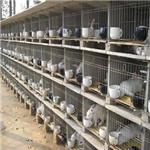 水泥兔笼 生产销售兔笼 水泥兔笼 现货供应优质水泥兔笼 批量销售水泥兔笼