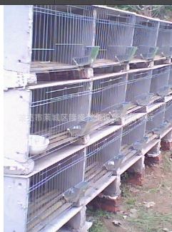水泥兔笼 兔笼批发 专业生产销售水泥兔笼 质量可靠yz水泥兔笼 现货