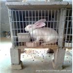 水泥兔笼 厂家直销水泥瓷砖组合兔笼兔舎