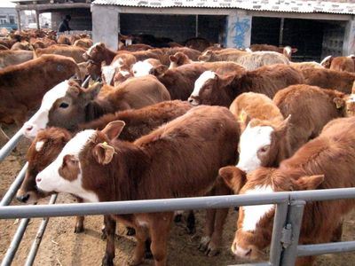 牛 鲁西黄牛合多少钱一斤    肉牛犊价格 利木赞牛 西门塔尔牛
