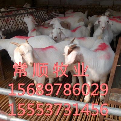 羊 黑山羊种羊 养殖技术 怀孕母羊  杜波绵羊价值高吗