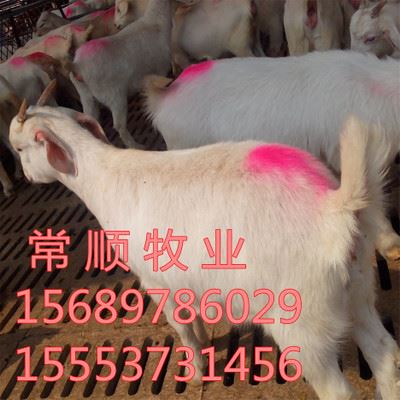 羊 黑山羊50斤的可以做种吗 小尾寒羊 白山羊价格提供技术