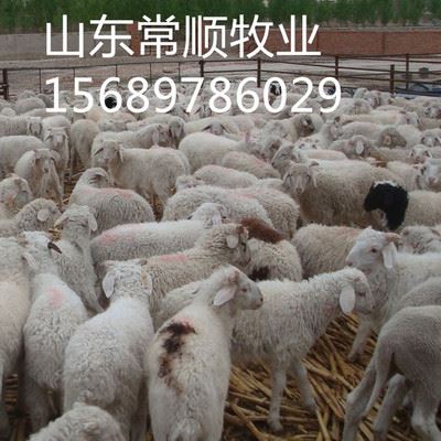 羊 黑山羊羊羔 一个月能长十斤吗 小尾寒羊 白山羊