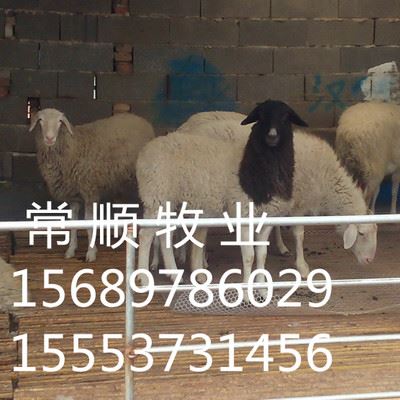 羊 现代化管理饲养 黑山羊 小尾 怀孕 母羊  改良肉羊