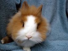 兔 养殖宠物兔养殖招商全国业务招商小型宠物