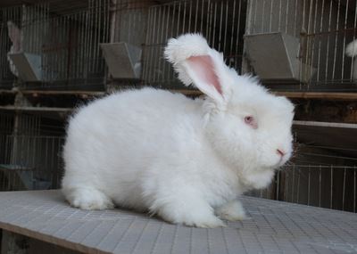 兔 肉兔养殖哪里买|高性价长毛兔供应尽在富亿达养殖场