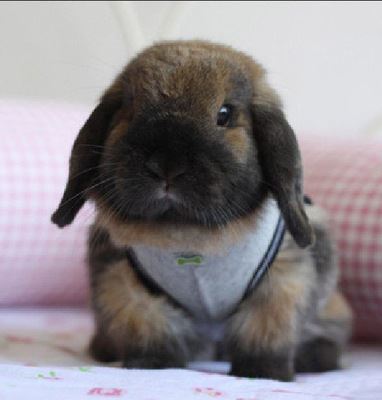 兔 宠物兔批发全国发货各类型宠物兔销售 宠物兔种兔