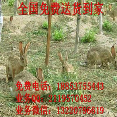 其他家畜 野兔养殖场 散养野兔 野兔兔种 兔种苗 纯种野兔养殖 免费送货