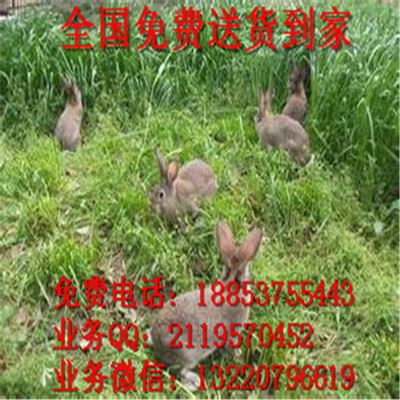 其他家畜 野兔养殖场 散养野兔 野兔兔种 兔种苗 纯种野兔养殖 免费送货