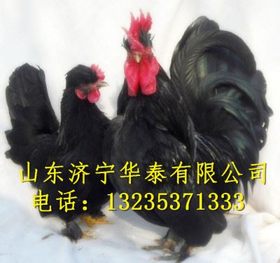 元宝鸡 元宝鸡养殖技术、元宝鸡价格、养殖场出售元宝鸡