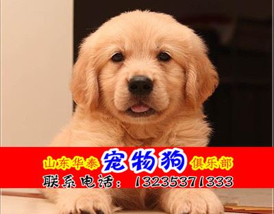 宠物狗 金毛惊喜纯种金毛成犬 出售金毛犬/纯种/幼犬