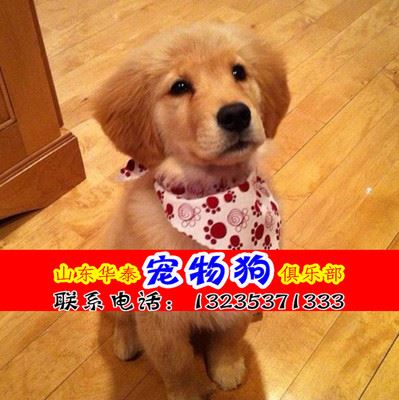 宠物狗 金毛惊喜纯种金毛成犬 出售金毛犬/纯种/幼犬