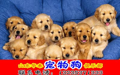 宠物狗 金毛惊喜纯种金毛成犬 出售金毛犬/纯种/幼犬 黄金猎犬成犬