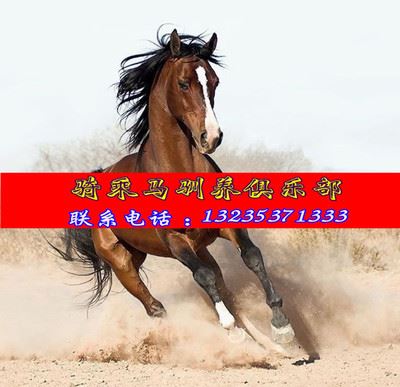 马 大量出售训练好的骑乘马适合景区 个人骑乘的马匹