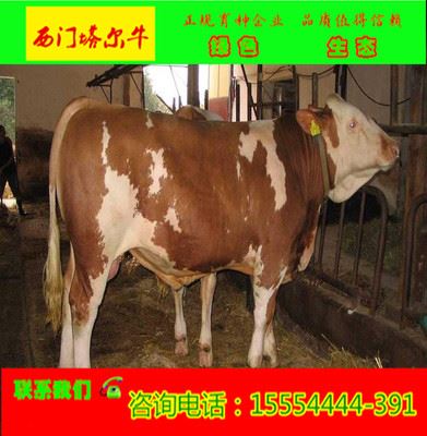金牛肉牛专区 纯种西门塔尔牛的价格 销售西门塔尔牛价格 养殖西门塔尔牛