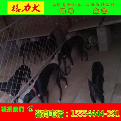 金牛猎犬驯养基地 格力犬出售 山东省格力犬的价格 养殖格力犬基地
