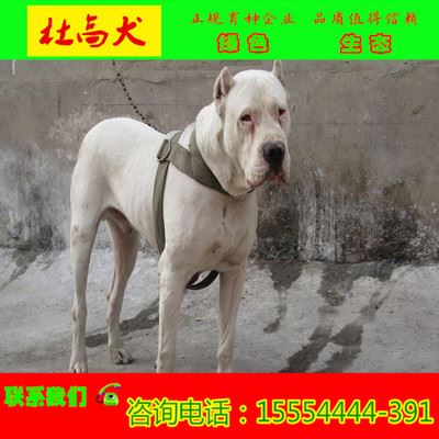 金牛猎犬驯养基地 杜高犬的价格 出售纯种杜高 山东省杜高的价格