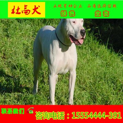金牛猎犬驯养基地 杜高犬的价格 出售纯种杜高 山东省杜高的价格