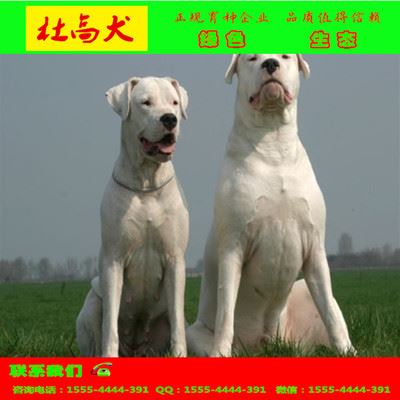 金牛猎犬驯养基地 纯种杜高销售 山东省杜高的价格 养殖杜高基地