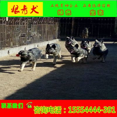 金牛猎犬驯养基地 三四个月狼青犬图片	日本纯狼青犬图片大全	标准纯狼青犬图片大全