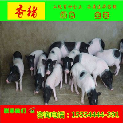 巴马香猪 宠物猪养殖场批发 直销  宠物巴马香猪的价格    山东香猪养殖场