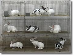 兔笼 出口标准生产镀锌兔笼 种兔笼 3层9位母兔笼 养兔用品 全套配件