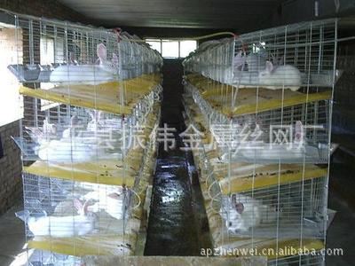 兔笼 供应养殖兔笼、安平兔笼直销 育肥兔笼  肉兔笼子