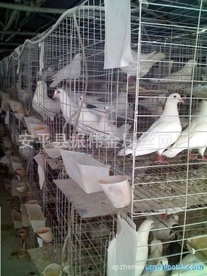 鸽笼 鸽笼厂家供应、安装、、设计ytl服务