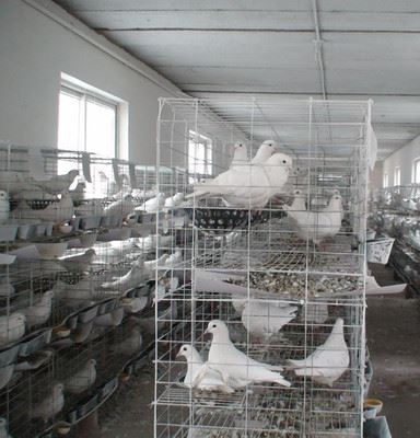 鸽笼 出口标准生产鸽笼 种鸽笼 肉鸽笼 4层镀锌鸽笼  全套配件