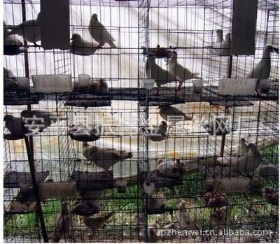 鸽笼 鸽笼厂家直销、肉鸽笼、种鸽笼