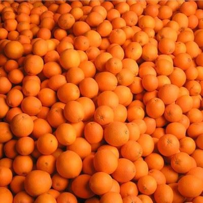 赣南橙柚 江西赣州特产脐橙 赣南脐橙经济果直销 原产地新鲜水果橙子批发