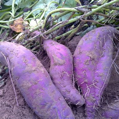 其它类 江西赣南山区农家种植 yst新鲜紫薯参薯 黑薯番薯 非红薯批发