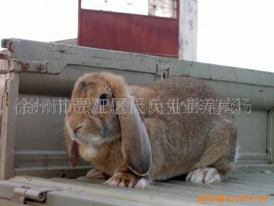特种兽畜 大量供应肉兔养殖   种兔 公羊兔